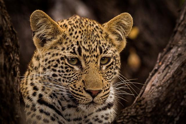 133 Zuid-Afrika, Sabi Sand Game Reserve, luipaard.jpg